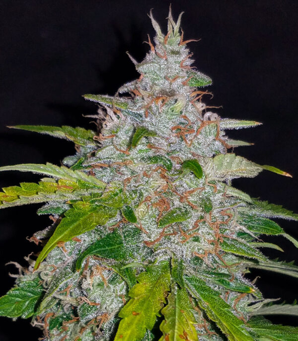 Six Shooter auto fem (FastBuds) семена конопли — изображение 5