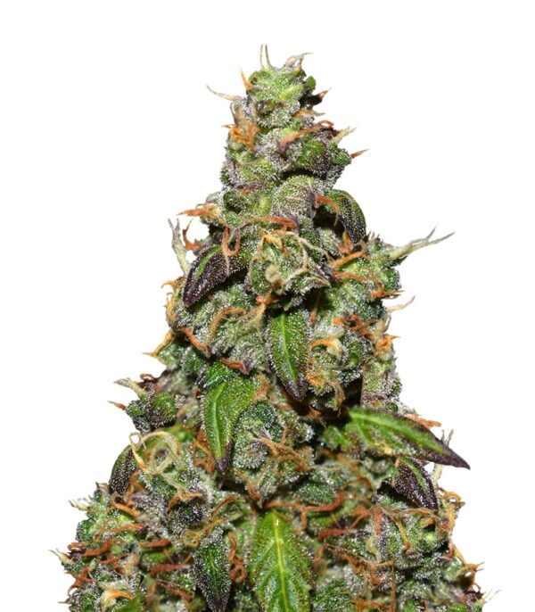 Six Shooter auto fem (FastBuds) семена конопли