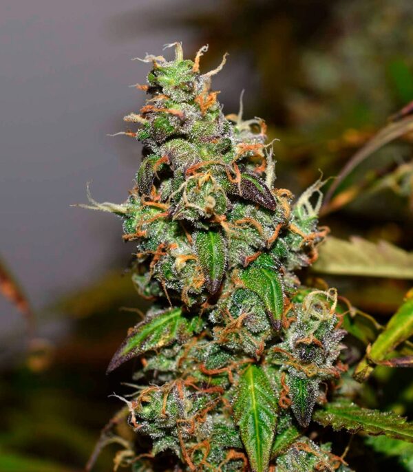 Six Shooter auto fem (FastBuds) семена конопли — изображение 3