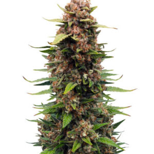 Sour Jealousy Auto fem (FastBuds) семена конопли