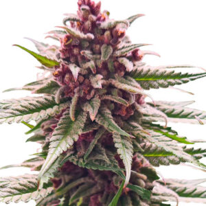 Still Bubba fem (AlphaFem Seeds) семена конопли