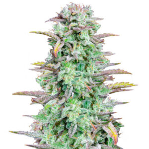 Strawberry Banana Auto fem (FastBuds) семена конопли