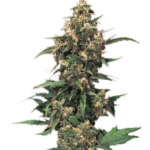 Strawberry Cough fem (Dutch Passion) семена конопли