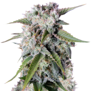 Tangie Auto (Tangie'matic auto) fem (FastBuds) семена конопли