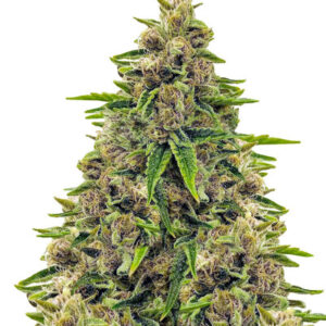 Totally Alpha OG fem (AlphaFem Seeds) семена конопли