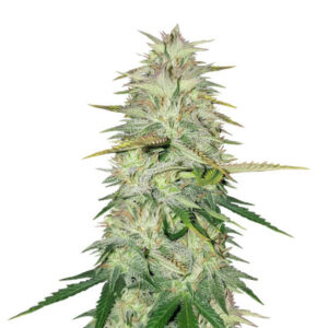 Wedding Cake fem (Cali Buds Seeds) семена конопли