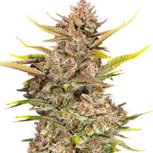 Ztrawberriez Auto fem (FastBuds) семена конопли