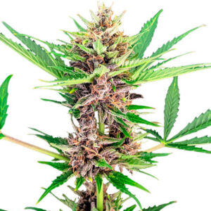 Amnesia Zkittlez Auto fem (FastBuds) семена конопли