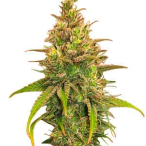 Bubble Gum Sherb fem (Blimburn Seeds) семена конопли