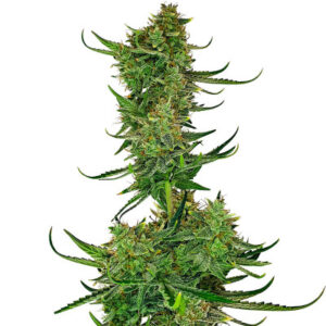 Cherry Cola Auto fem (FastBuds) семена конопли
