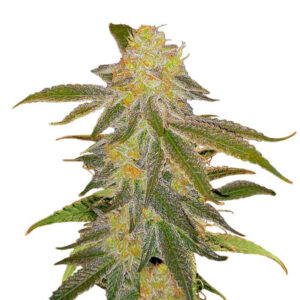 Future #1 fem (Blimburn Seeds) семена конопли