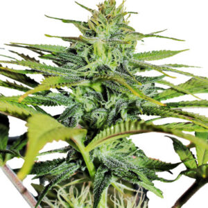 GG4 Sherbet FF fem (FastBuds) семена конопли