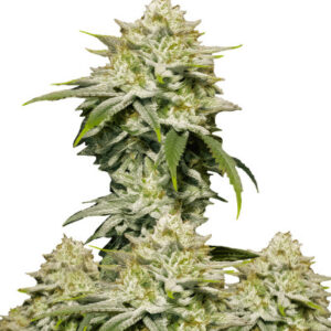 Gorilla Cookies FF fem (FastBuds) семена конопли