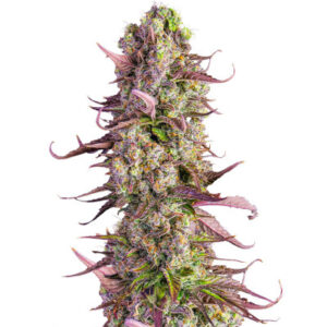 Gorilla Zkittlez Auto fem (FastBuds) семена конопли