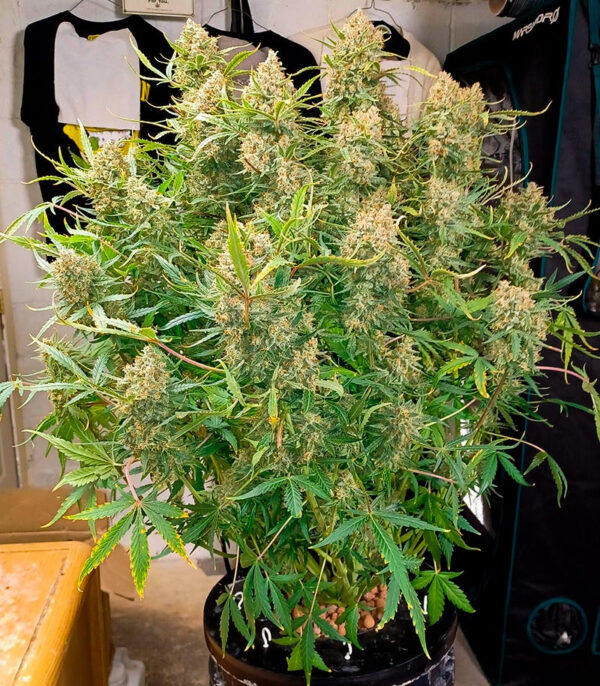Guava Auto fem (FastBuds) семена конопли — изображение 5