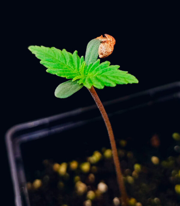 Guava Auto fem (FastBuds) семена конопли — изображение 6