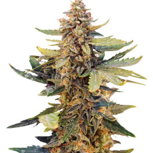 Guava Auto fem (FastBuds) семена конопли