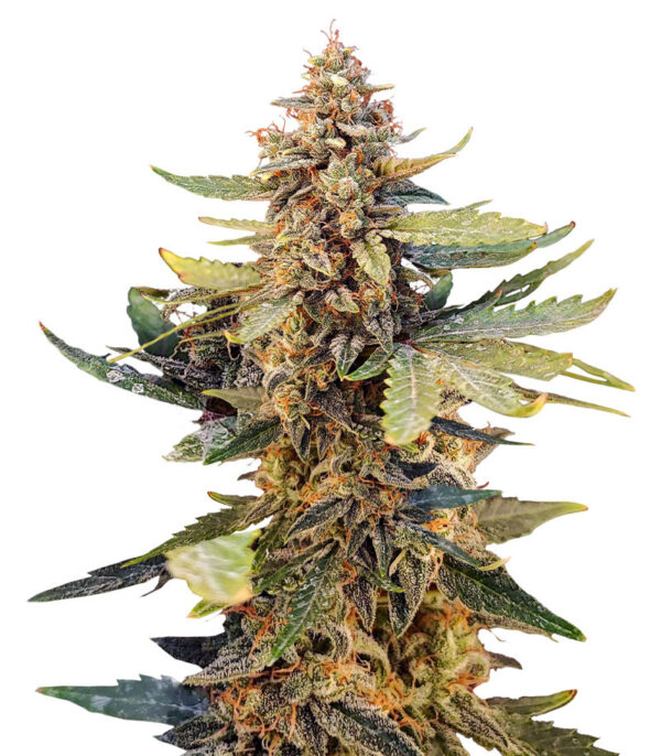 Guava Auto fem (FastBuds) семена конопли