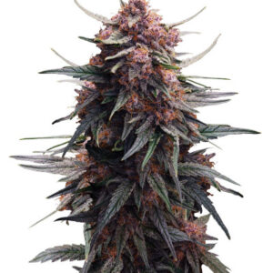 Lemon Cherry Cookies Auto fem (FastBuds) семена конопли