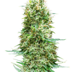 Animal Face Auto fem (Cali Buds Seeds) семена конопли