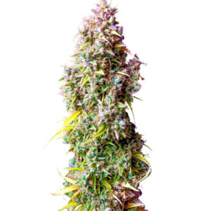 Strawberry Gorilla Auto fem (FastBuds) семена конопли