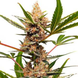 Tropicana Cookies FF fem (FastBuds) семена конопли
